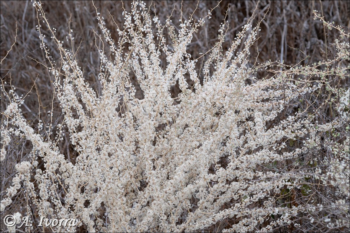 AndresIvorra's tweet photo. Asparagus albus
Las Amoladeras (Almería) - Septiembre https://t.co/HGikI2RCT6