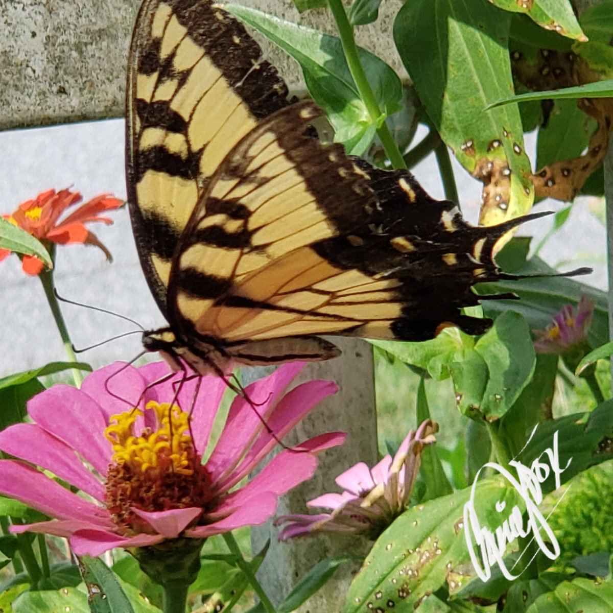 CassieJFox's tweet photo. This months bloomers, butterflies ๐ #PetalPusher #DailyBlooms #CazFoxMedia #WhitmireSC #CassieJFoxPhotos #Swallowtail #Zinnias #SumterNationalForest ๐ท ๐ ๐ ๏ฟฝ๏ฟฝ ๐ https://t.co/CABVDY93WU