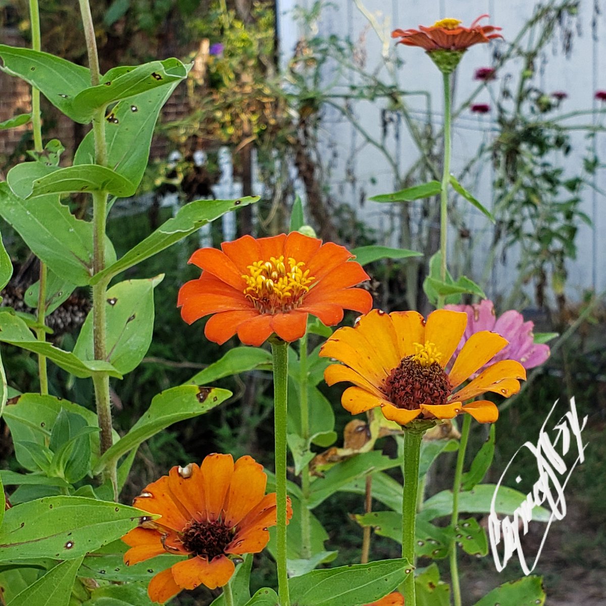 CassieJFox's tweet photo. This months bloomers, butterflies ๐ #PetalPusher #DailyBlooms #CazFoxMedia #WhitmireSC #CassieJFoxPhotos #Swallowtail #Zinnias #SumterNationalForest ๐ท ๐ ๐ ๏ฟฝ๏ฟฝ ๐ https://t.co/CABVDY93WU