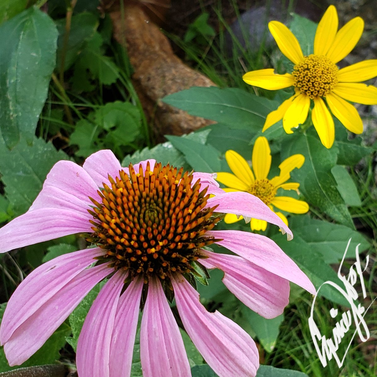 CassieJFox's tweet photo. This months bloomers, butterflies ๐ #PetalPusher #DailyBlooms #CazFoxMedia #WhitmireSC #CassieJFoxPhotos #Swallowtail #Zinnias #SumterNationalForest ๐ท ๐ ๐ ๏ฟฝ๏ฟฝ ๐ https://t.co/CABVDY93WU