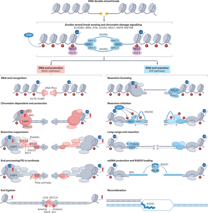 NatRevMCB's tweet photo. New Online! Mechanisms and disease relevance of DNA break repair pathway choice https://t.co/67wHM3gHY3 https://t.co/J5gXo9KTri