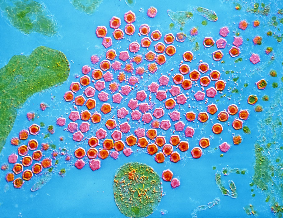 ScienceMagazine tweet picture