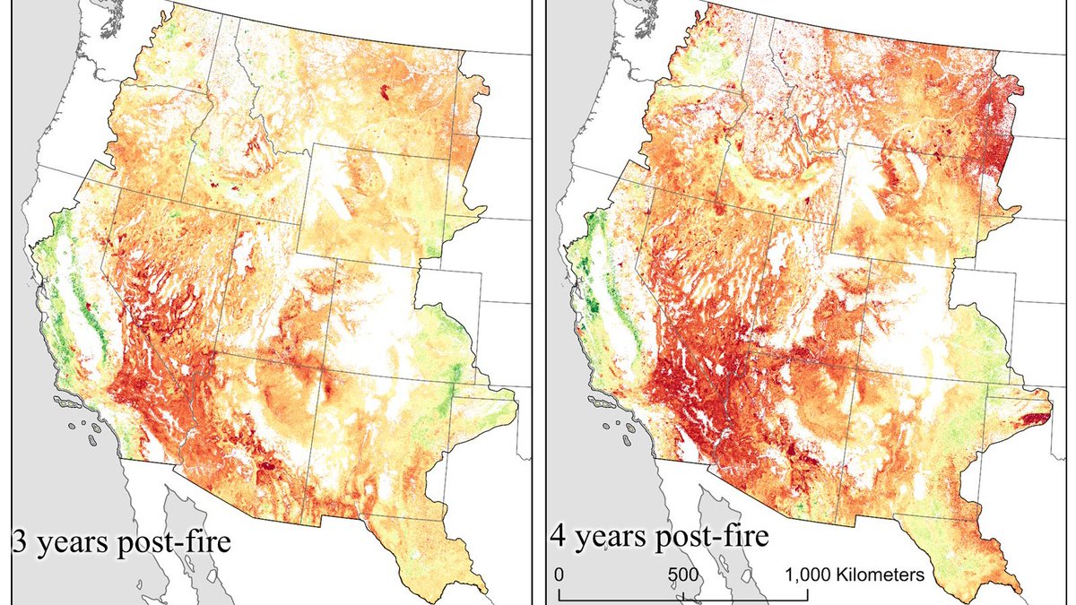 USGS_EROS's tweet photo. Wildfire’s effects on invasive annual grasses can last long after the flames are gone.

Newly released USGS data examine how invasive annual grasses may respond after wildfires burn across western U.S. rangelands. In some areas, growth of invasive annual grasses can be limited during the first year after a fire and then become more pronounced in following years.

So where are those changes most likely to happen and when?

Using remote sensing data, researchers developed Fire Invasive Response Metric (FIRM) to help land managers answer that question. Short-term FIRM data look at invasive annual grass response 1–5 years after a fire, while long-term FIRM data track potential changes for up to 30 years.

The USGS science team also developed Habitat Invasive Risk (HIR), which bring together expected invasive grass response, the likelihood of fire, and ecological integrity.  

Together, these datasets can help land managers identify where invasive grasses may pose a greater post-fire risk and better prioritize monitoring and management efforts.

Download the newly released FIRM and HIR data by following this link.
https://t.co/IcvedIEhCR

📸1: Two maps compare invasive annual grass cover one and two years after wildfire across western U.S. rangelands. Green areas show less invasive annual grass cover than before the fire, yellow shows little change, and orange and red show greater cover. More orange and red appear in the second year. Credit: USGS
📸2: Two maps compare invasive annual grass cover three and four years after wildfire across western U.S. rangelands. Green areas show less invasive annual grass cover than before the fire, yellow shows little change, and orange and red show greater cover. By years three and four, increases appear across more of the mapped area. Credit: USGS