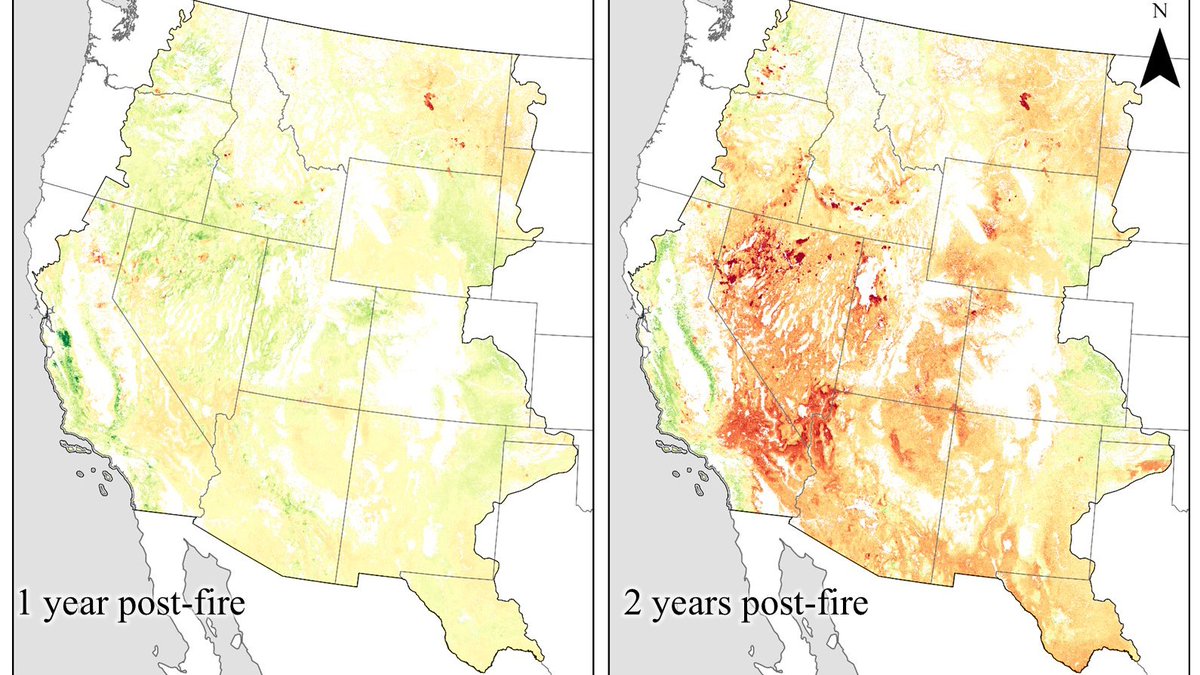 USGS_EROS's tweet photo. Wildfire’s effects on invasive annual grasses can last long after the flames are gone.

Newly released USGS data examine how invasive annual grasses may respond after wildfires burn across western U.S. rangelands. In some areas, growth of invasive annual grasses can be limited during the first year after a fire and then become more pronounced in following years.

So where are those changes most likely to happen and when?

Using remote sensing data, researchers developed Fire Invasive Response Metric (FIRM) to help land managers answer that question. Short-term FIRM data look at invasive annual grass response 1–5 years after a fire, while long-term FIRM data track potential changes for up to 30 years.

The USGS science team also developed Habitat Invasive Risk (HIR), which bring together expected invasive grass response, the likelihood of fire, and ecological integrity.  

Together, these datasets can help land managers identify where invasive grasses may pose a greater post-fire risk and better prioritize monitoring and management efforts.

Download the newly released FIRM and HIR data by following this link.
https://t.co/IcvedIEhCR

📸1: Two maps compare invasive annual grass cover one and two years after wildfire across western U.S. rangelands. Green areas show less invasive annual grass cover than before the fire, yellow shows little change, and orange and red show greater cover. More orange and red appear in the second year. Credit: USGS
📸2: Two maps compare invasive annual grass cover three and four years after wildfire across western U.S. rangelands. Green areas show less invasive annual grass cover than before the fire, yellow shows little change, and orange and red show greater cover. By years three and four, increases appear across more of the mapped area. Credit: USGS