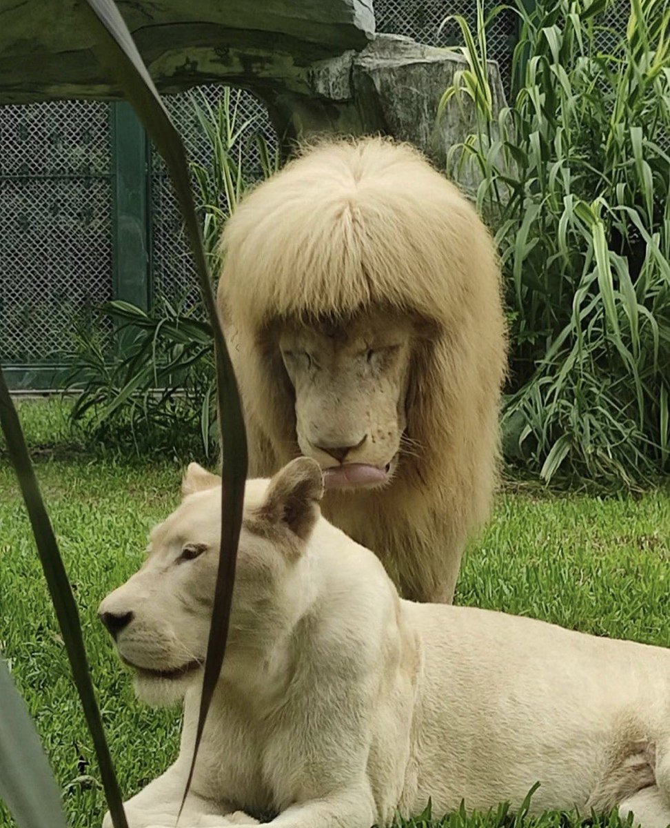 pmamtraveller's tweet photo. This white lion at Guangzhou Zoo in China, sporting a distinctive fringe that staff members explained was caused by natural hair growth combined with high local humidity. https://t.co/2n4mrKXCAO