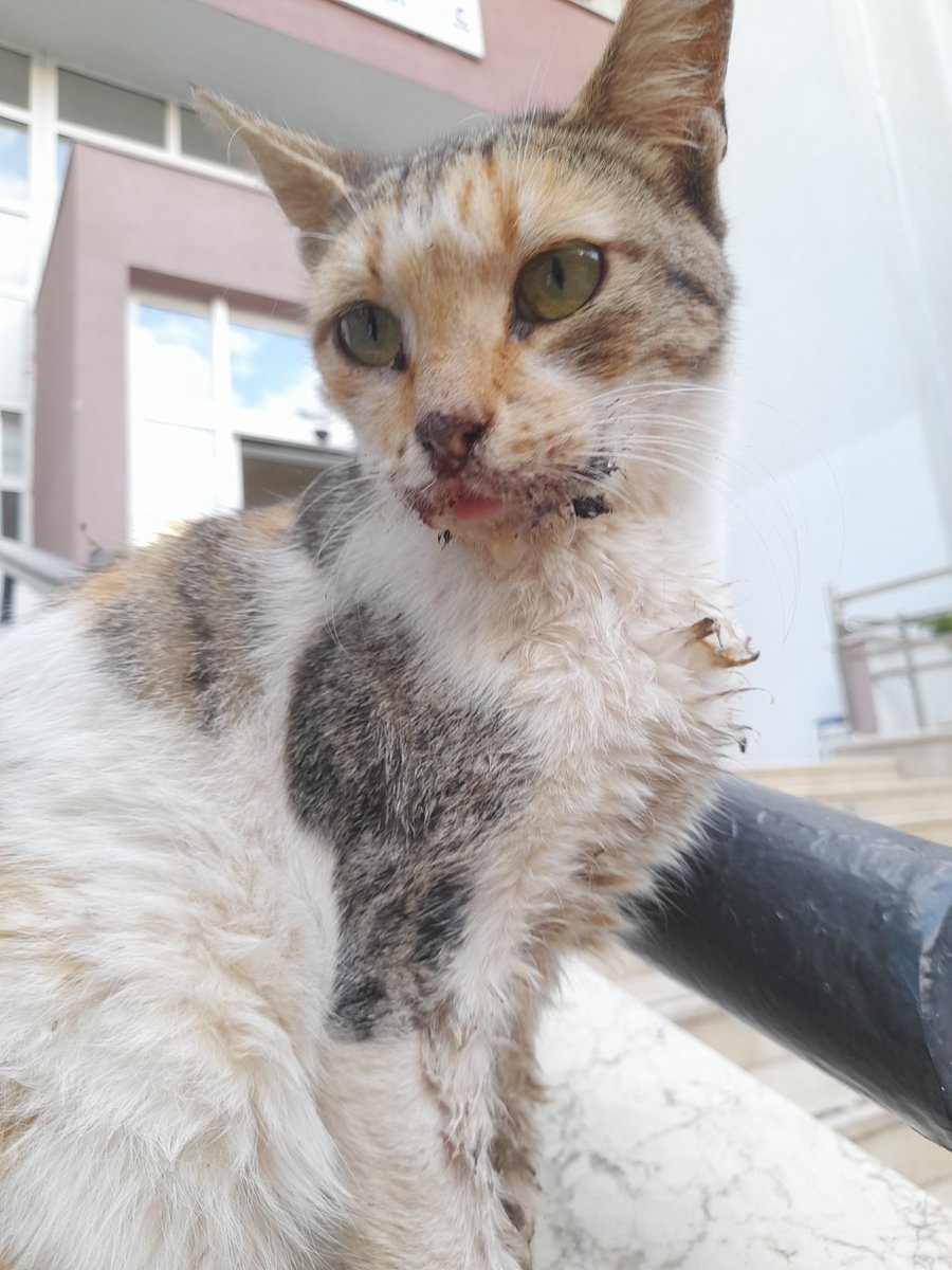 mmeriemee's tweet photo. Herkese merhaba bu guzel kedi pamukkale universitesi kiz ogrenci yurtlari onunde cenesi erimek uzere lutfen yardimci olabilir misiniz https://t.co/Kx6BeEt9lG