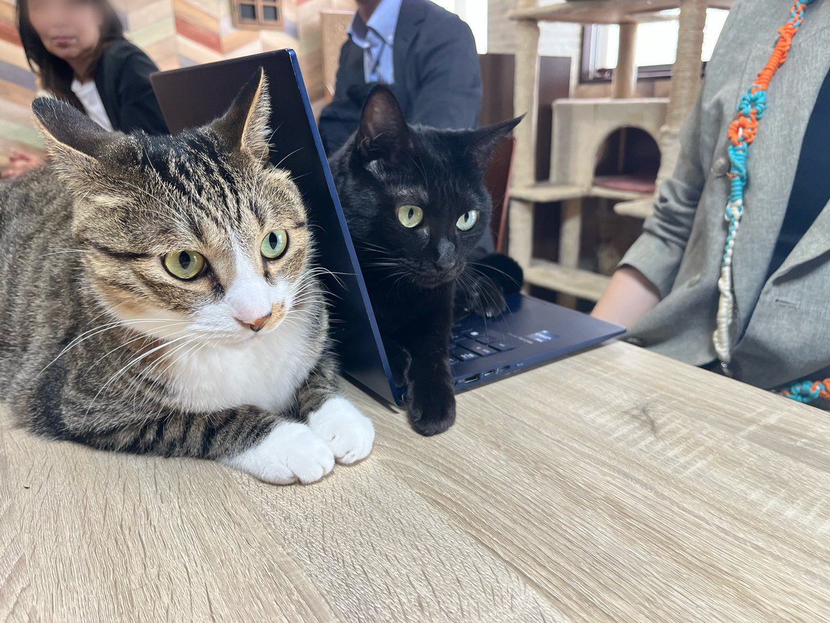 iyashi_ka's tweet photo. 一応、、、

メーカー様との打ち合わせ中🐾 https://t.co/YoAoDsefGO