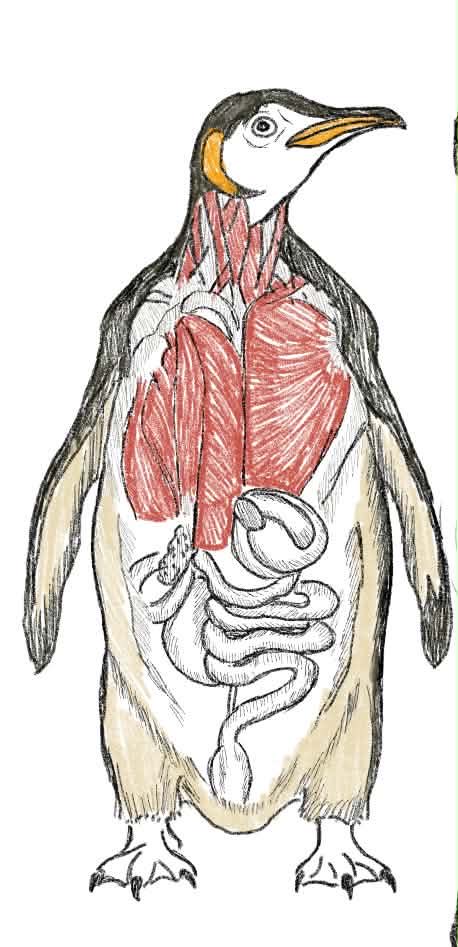 0_Shun_0's tweet photo. drew this for my physio assignment:p i love penguins #artmoots #arttwt https://t.co/vz9YgSUfAi