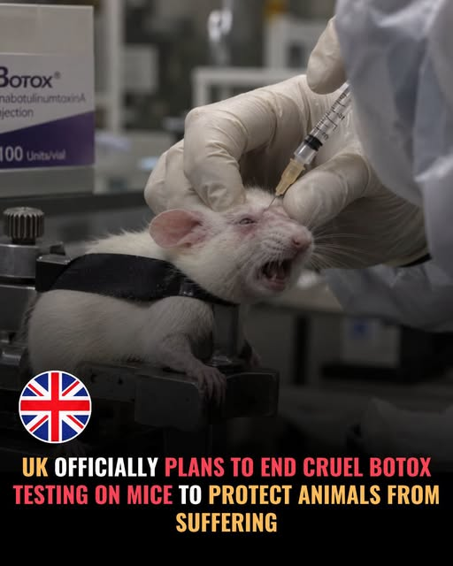 tiger26931's tweet photo. No animal should have to suffer in a laboratory just to test a Botox product. The UK is now working to end Botox testing on mice by the end of 2027.
The UK Government's roadmap aims to replace botulinum toxin potency tests on mice with validated non-animal methods https://t.co/PTOwr6BCI2