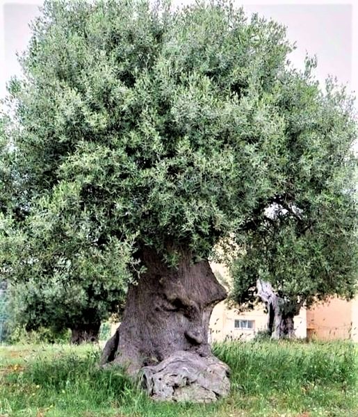 Greenisamissio1's tweet photo. The power and beauty of nature. This ancient olive tree, called "the thinking tree" by the locals, is located in Puglia in the southern region of Italy. Its age is estimated to be at least 2,000 years.💚☘️🌿🌱🌳🌲🍀💚 https://t.co/5VCBjwekuN
