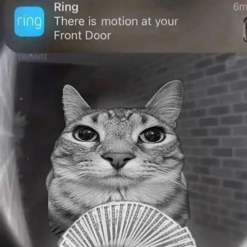 PunchingCat's tweet photo. https://t.co/w0Dh7qAiMz