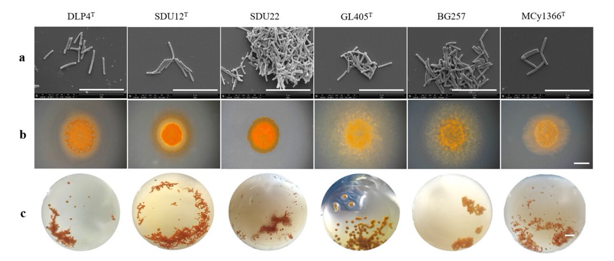 ASMicrobiology's tweet photo. Fruiting body formation is traditionally regarded as a defining trait of myxobacteria. Research in #JournalSpectrum shows that Aggregicoccus spp. can sporulate but are deficient in the fruiting body-associated genomic information. https://t.co/2x47ZgZz2t https://t.co/2ffLZZ6Udj