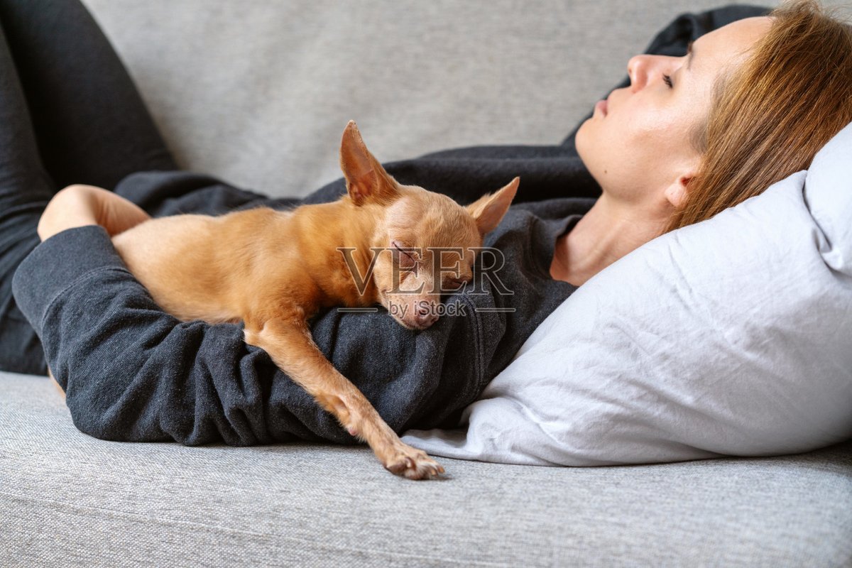 ariau194623's tweet photo. My pup’s sleepy snuggle on the couch after a long walk = my favorite kind of calm. https://t.co/T9clHx0QbT