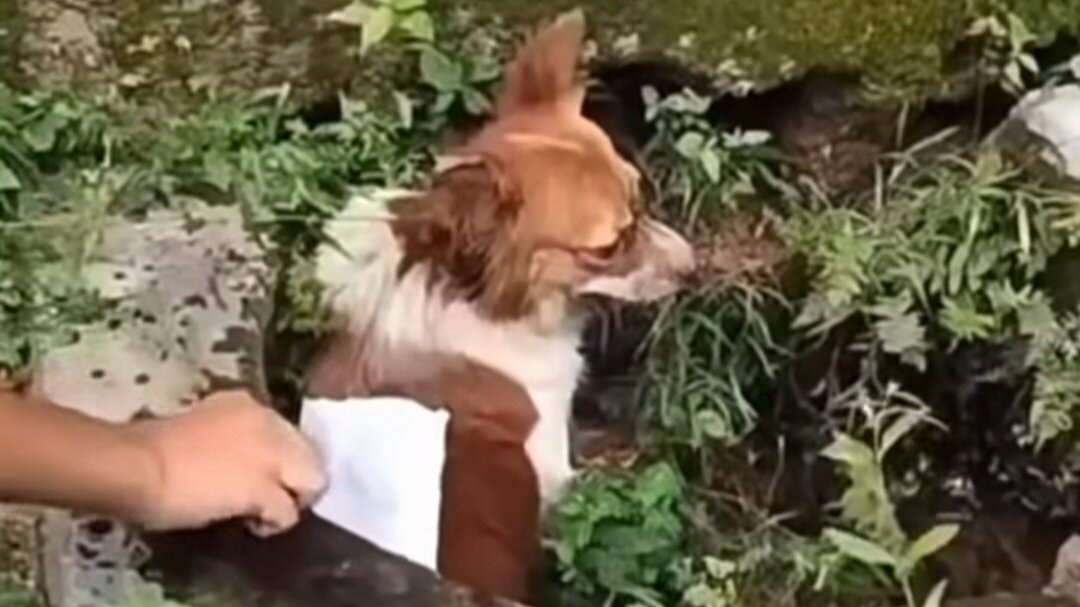 cornmea30808151's tweet photo. Dogs sit like this turned with back at you to show they mean no harm. WW was showing this even after the torture #justiceforwangwang #shelter #rescate #dogs #china #MilitaryIntervention #arrest the #murderers https://t.co/sb3qEe6Dou