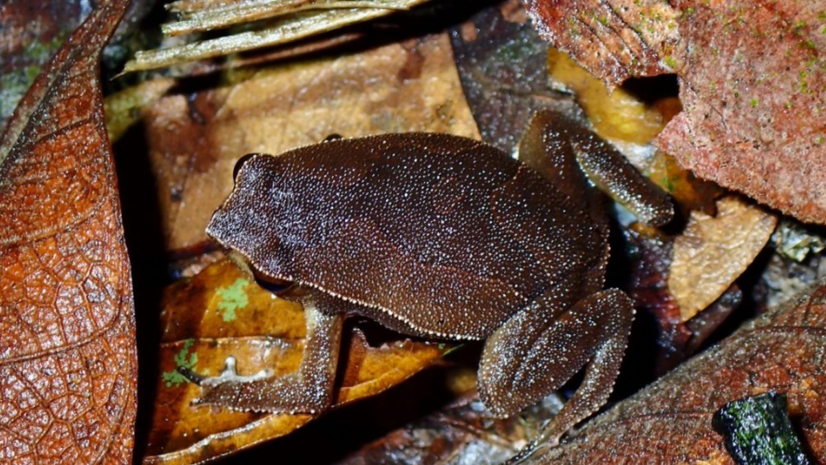 PalmOilDetect's tweet photo. Rough skinned Lowland Grainy #Frogs look like leaves 🐸🌿making them invisible to predators. Yet the expansion of #palmoil #deforestation is a formidable threat to these #amphibians. Fight for them and #BoycottPalmOil 🌴⛔️ #Boycott4Wildlife @palmoildetect https://t.co/g8edcFPTAt