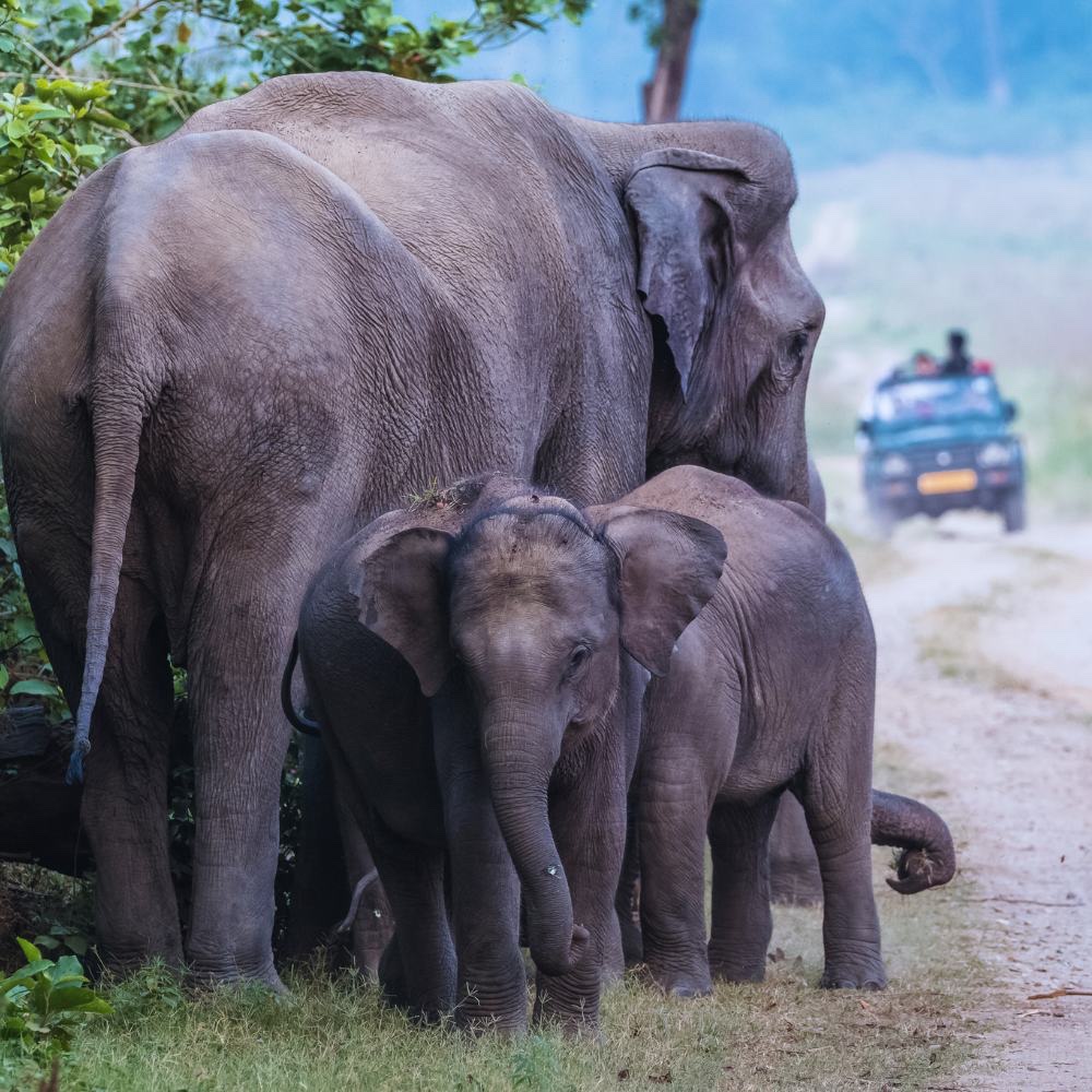 MiradasViajeras's tweet photo. 🇮🇳 Hay viajes que terminan, pero se quedan con nosotros.

En Destinos de Ensueño, Ángel Bigorra nos descubre Tamil Nadu, una tierra de templos, cultura y experiencias que convierten el viaje en un recuerdo para atesorar🌏

#MiradasViajeras https://t.co/LipL1f4FsF