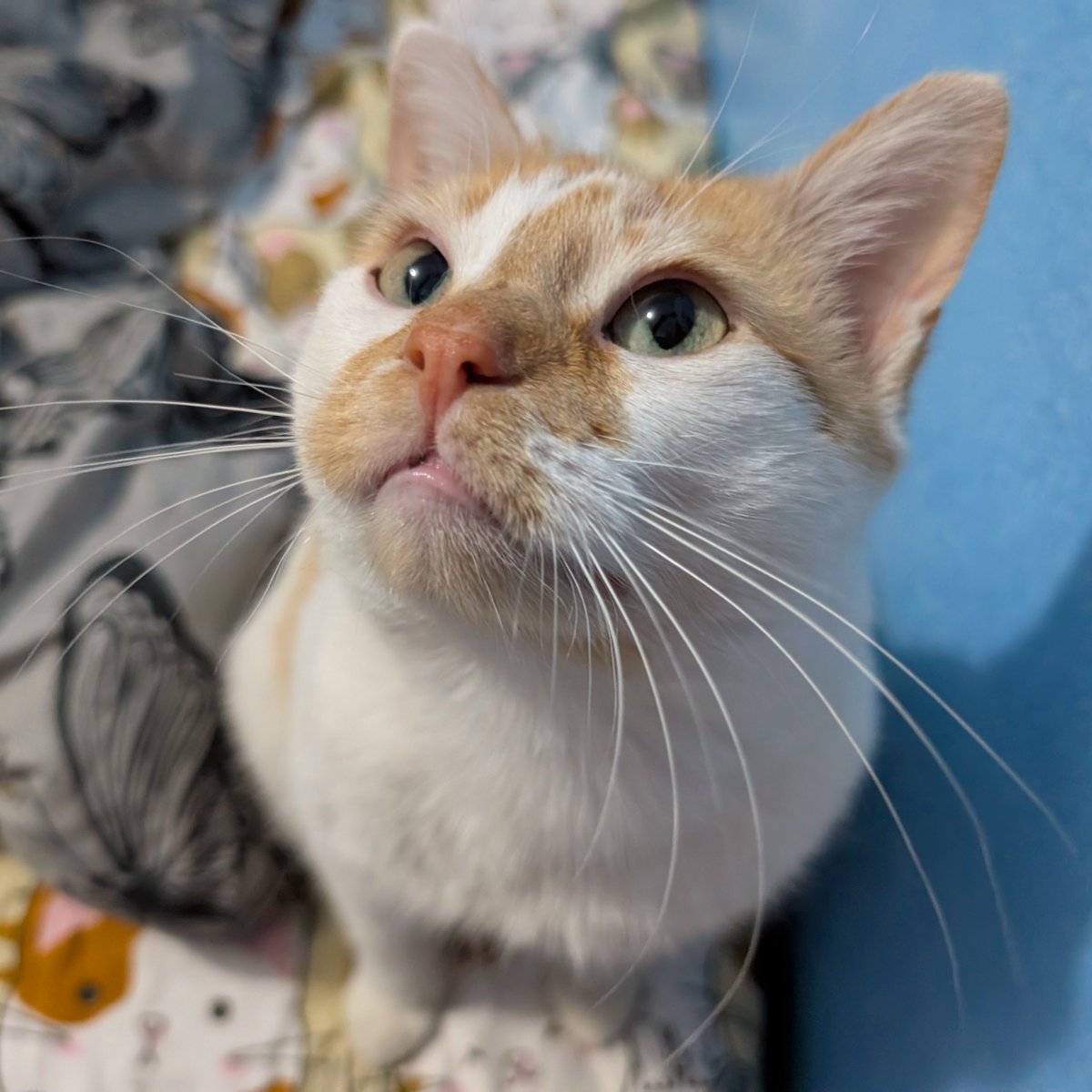 FartyCheddarCat's tweet photo. I see Chewy getting bwushys
I want bwushys too!
I clime on mama's lap
I purr and purr and purr

Mama bwushy me
And bwush and bwush
I purr and purr
I not get wild

Elebendy fibe bwushys
Befor I be done
I sit all nice and purr
Not wunts dos I bite

#INeberLetMamaBwushyMeDisMuch https://t.co/3v7g0OiT7V