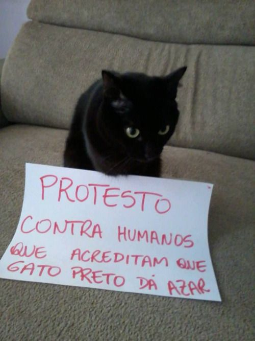 acervobichinho's tweet photo. https://t.co/6xpSRvuqyZ