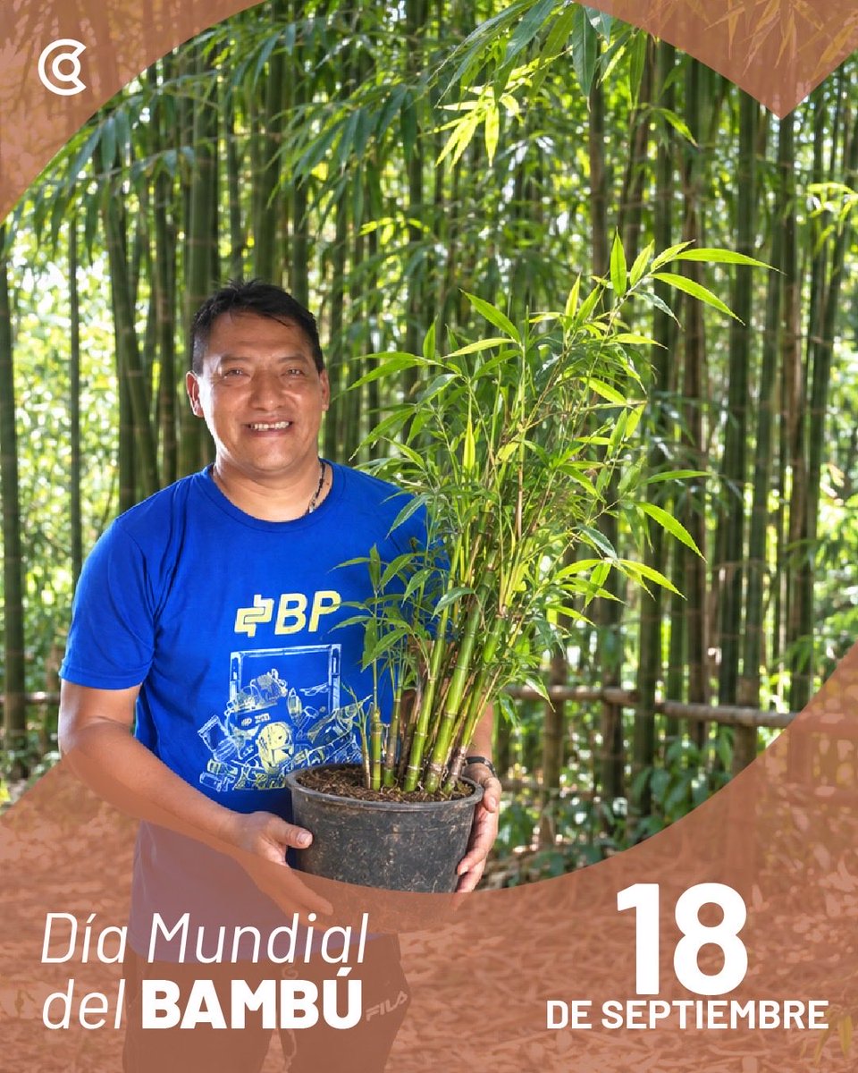 aecidecuador's tweet photo. 🎋 Día Mundial del Bambú. Con @inbarlac y la @UEenEcuador impulsamos la cadena de valor del #bambú en Manabí, Sta. Elena, Sto. Domingo, Pichincha, Napo y Pastaza, promoviendo conservación, economía circular y empleo verde.

#SomosCooperación https://t.co/fBPziaUWdx