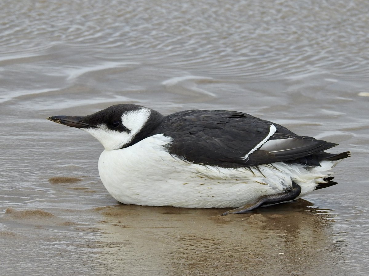 GreenSefton_'s tweet photo. Seabirds &amp; waders are becoming exhausted &amp; unable to feed in these strong winds
Many, like this Guillemot, are too tired to fly away if you (or your dog) approaches
Keep dogs on lead &amp; leave them in peace 
📷: John Dempsey

@seftoncouncil @NTFormby @NENorthWest @RSPB_Ribble https://t.co/ug80k5KxAY