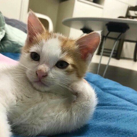 ottery_'s tweet photo. 좋아하는 옹순이잇어? https://t.co/WaE9HhmJ6S