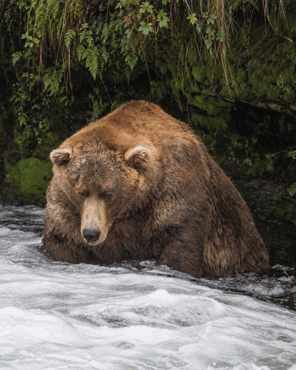 AMAZlNGNATURE's tweet photo. Fat Bear Week returns as Alaska’s brown bears prepare for winter

The annual competition at Katmai National Park runs from September 22 to 29, with the public voting for the bear that has built up the most impressive fat reserves by feasting on salmon before winter hibernation https://t.co/pWACvoA5ap