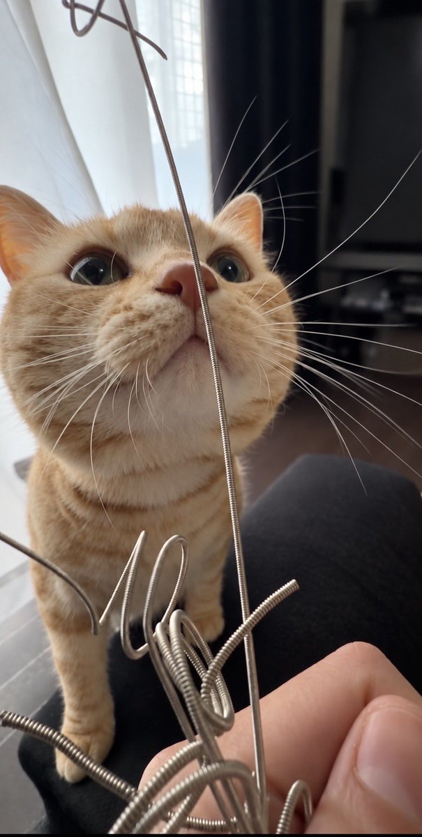 MASASHI_Pi_suke's tweet photo. 弦交換に興味津々なすぴくん🐈 https://t.co/vpHt1gZWdw