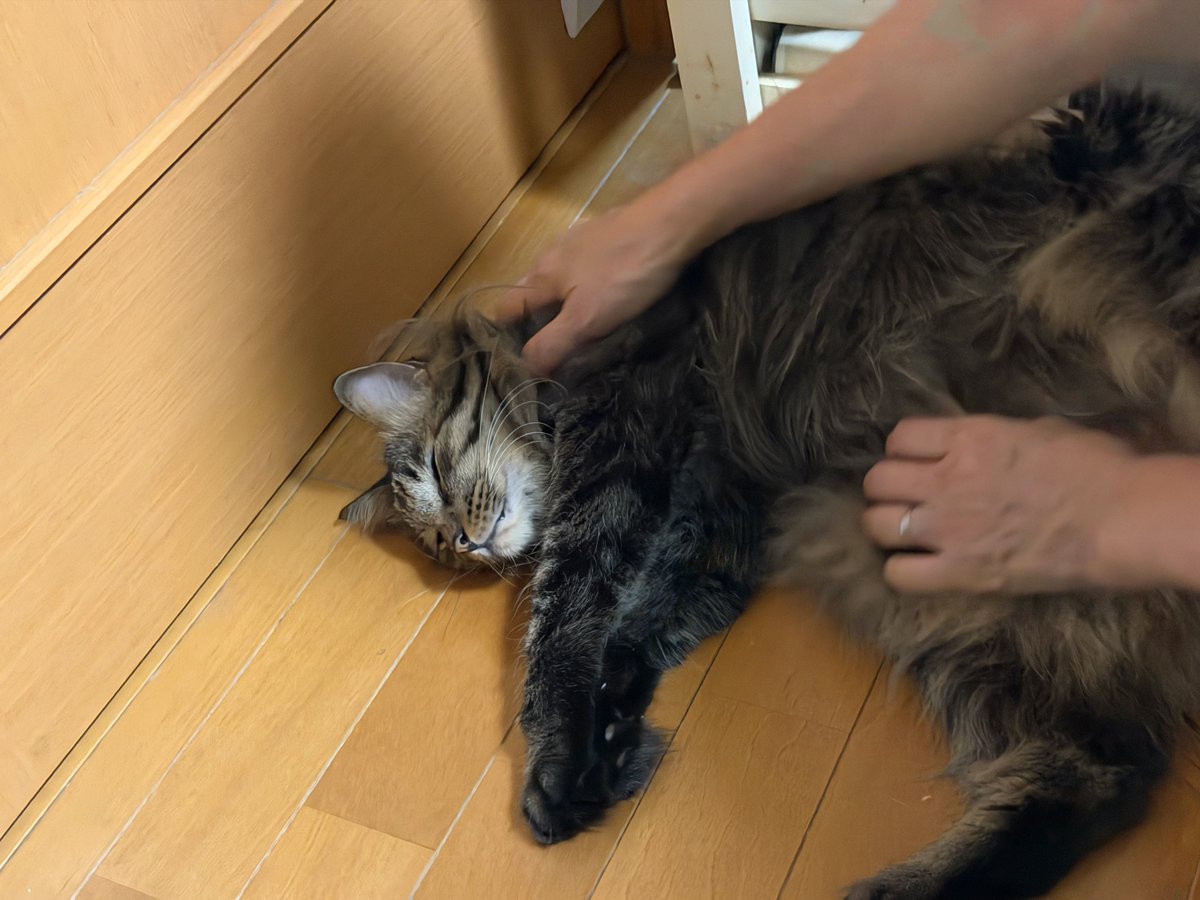 SaneatsuFN's tweet photo. ようやく週末です、しっかり休みます🐈🐈‍⬛✨ https://t.co/XZ4Oi1J8MO