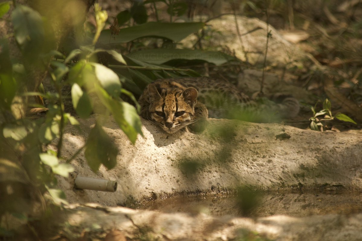 swaaaaaaaaaannn's tweet photo. Acabamos de revisar que no solo conocimos al gato Tilcayo hace unos años sino que le hicimos sesión de fotos :) Espero que la viralidad de la noticia ayude a que Senda Verde reciba donaciones a nivel mundial para que sigan protegiendo a la fauna silvestre de Bolivia https://t.co/jyK4WPgdx6