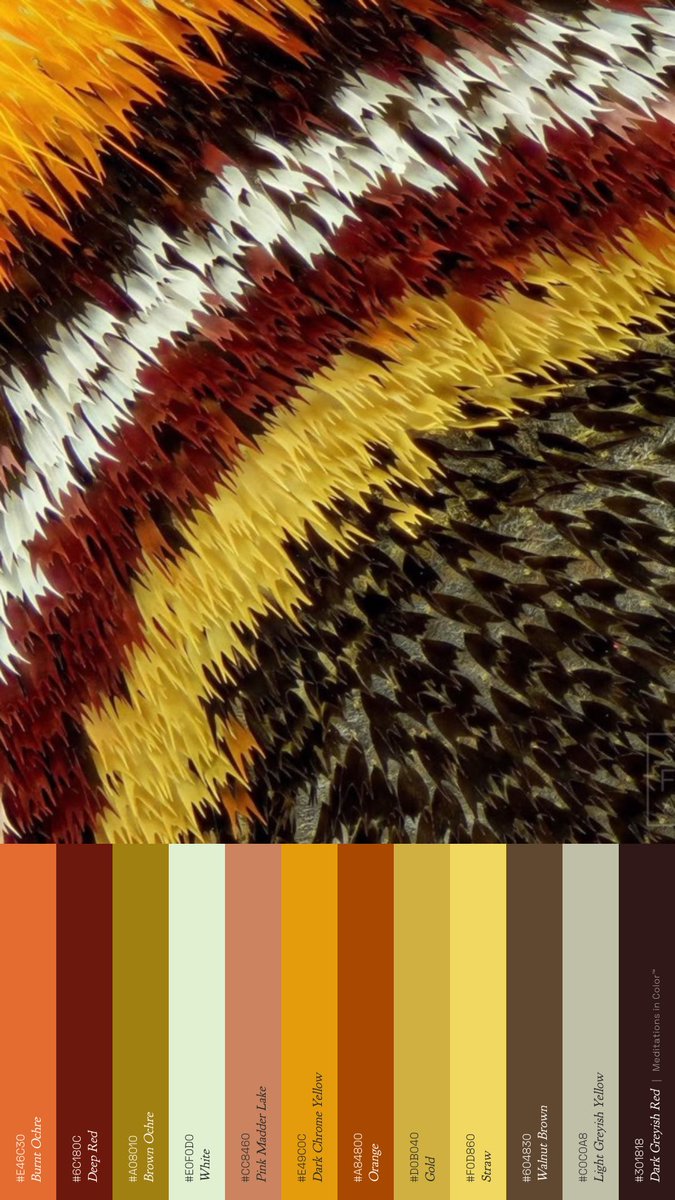 MeditateColor's tweet photo. The crazy part is that some of the colors on butterfly wings have no colored pigment at all. Microscopic structures in the scales reflect particular wavelengths of light. In those cases, the color is quite literally made by geometry. https://t.co/PwD3OAwV9Z