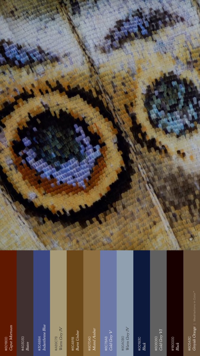 MeditateColor's tweet photo. The crazy part is that some of the colors on butterfly wings have no colored pigment at all. Microscopic structures in the scales reflect particular wavelengths of light. In those cases, the color is quite literally made by geometry. https://t.co/PwD3OAwV9Z