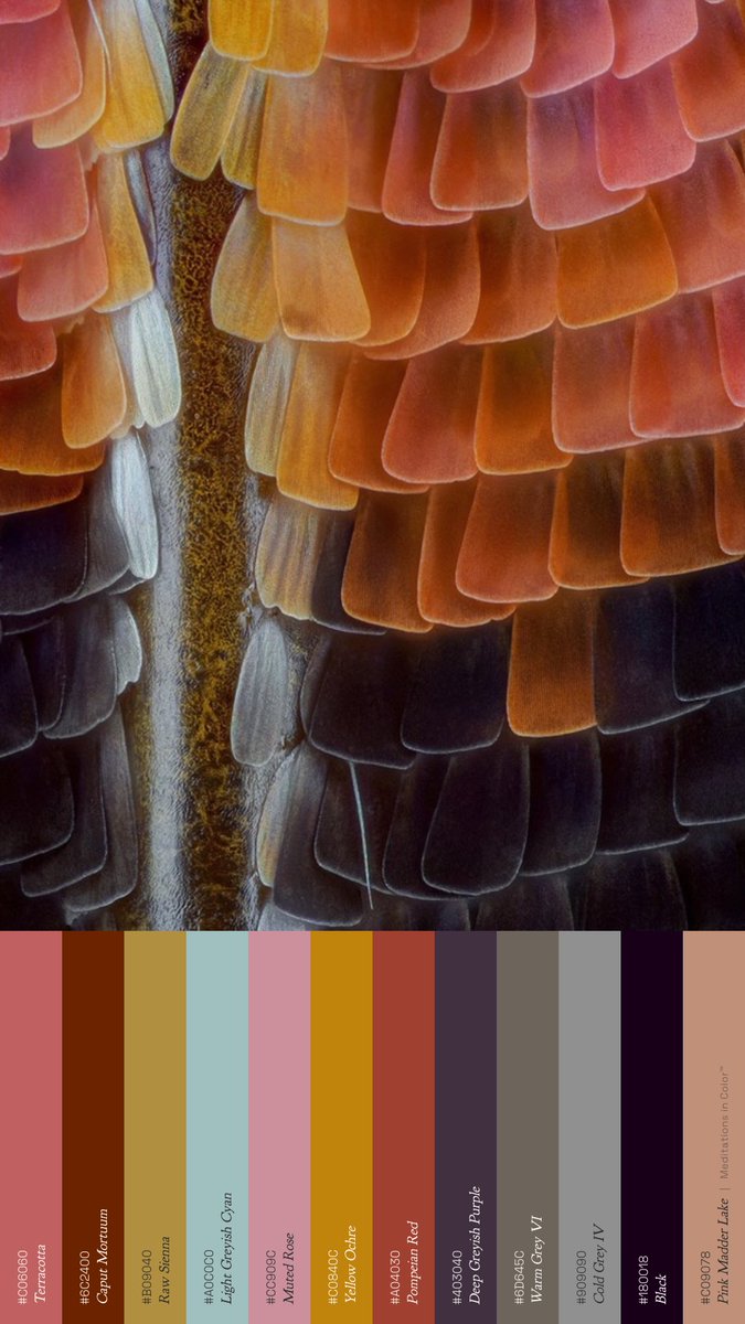 MeditateColor's tweet photo. The crazy part is that some of the colors on butterfly wings have no colored pigment at all. Microscopic structures in the scales reflect particular wavelengths of light. In those cases, the color is quite literally made by geometry. https://t.co/PwD3OAwV9Z