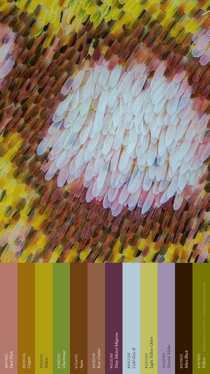 MeditateColor's tweet photo. The crazy part is that some of the colors on butterfly wings have no colored pigment at all. Microscopic structures in the scales reflect particular wavelengths of light. In those cases, the color is quite literally made by geometry. https://t.co/PwD3OAwV9Z