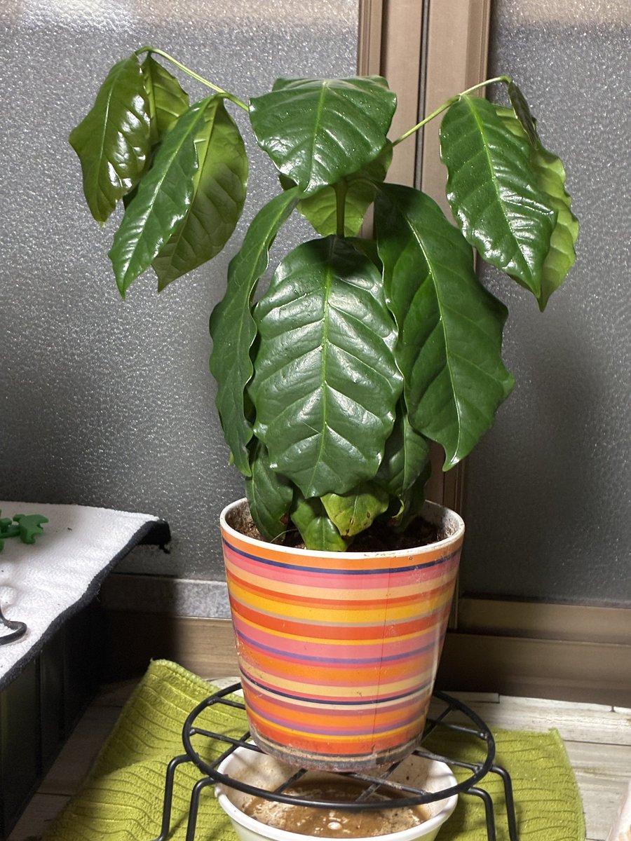 sacoclover's tweet photo. コーヒーちゃんが根詰まりして成長が止まったから植え替えようとしたんだけど、鉢から出してから丁度良いサイズの鉢が空いてない事に気付いて、急いで孔雀サボテンさんの鉢を開けて何とかした😅

孔雀サボテンさんも支柱とか色々小さくなってたから一緒にサイズアップ出来て良かった✌️ https://t.co/an2Wr8FQ0c