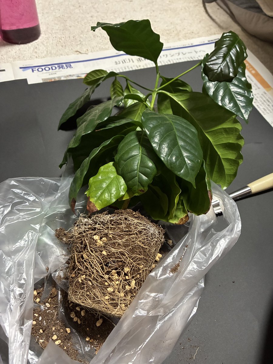 sacoclover's tweet photo. コーヒーちゃんが根詰まりして成長が止まったから植え替えようとしたんだけど、鉢から出してから丁度良いサイズの鉢が空いてない事に気付いて、急いで孔雀サボテンさんの鉢を開けて何とかした😅

孔雀サボテンさんも支柱とか色々小さくなってたから一緒にサイズアップ出来て良かった✌️ https://t.co/an2Wr8FQ0c