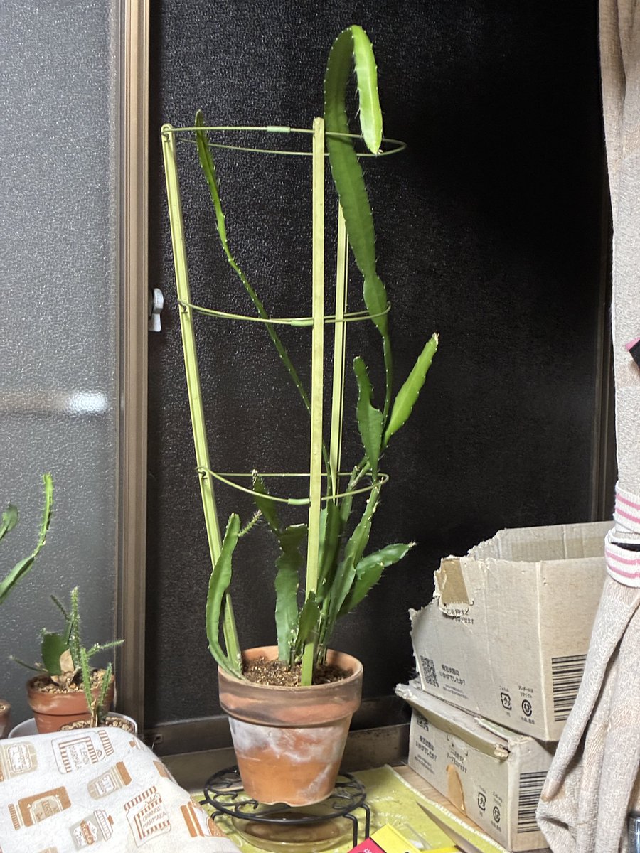 sacoclover's tweet photo. コーヒーちゃんが根詰まりして成長が止まったから植え替えようとしたんだけど、鉢から出してから丁度良いサイズの鉢が空いてない事に気付いて、急いで孔雀サボテンさんの鉢を開けて何とかした😅

孔雀サボテンさんも支柱とか色々小さくなってたから一緒にサイズアップ出来て良かった✌️ https://t.co/an2Wr8FQ0c