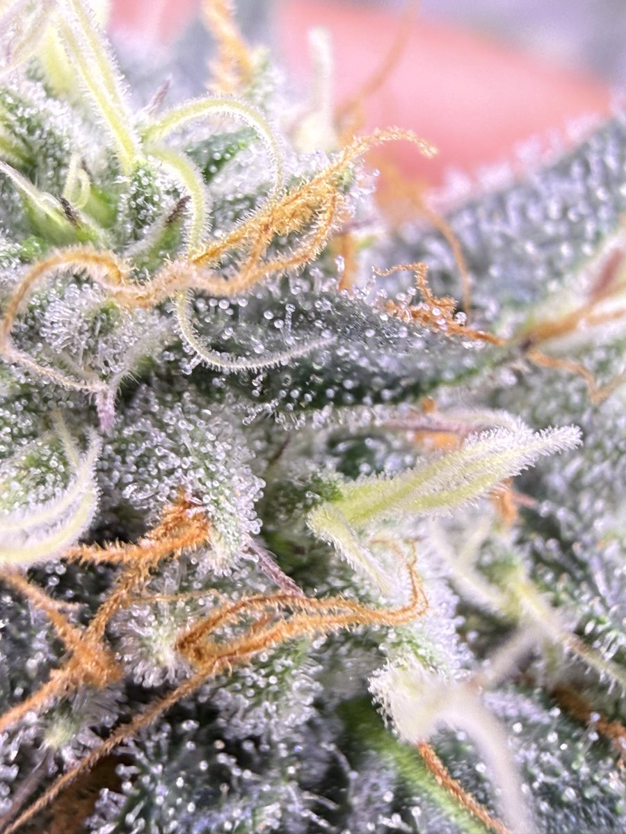 JStJ84622025's tweet photo. Trichomes check #letsgrow #kraftTerps https://t.co/gzXYiqdwQU