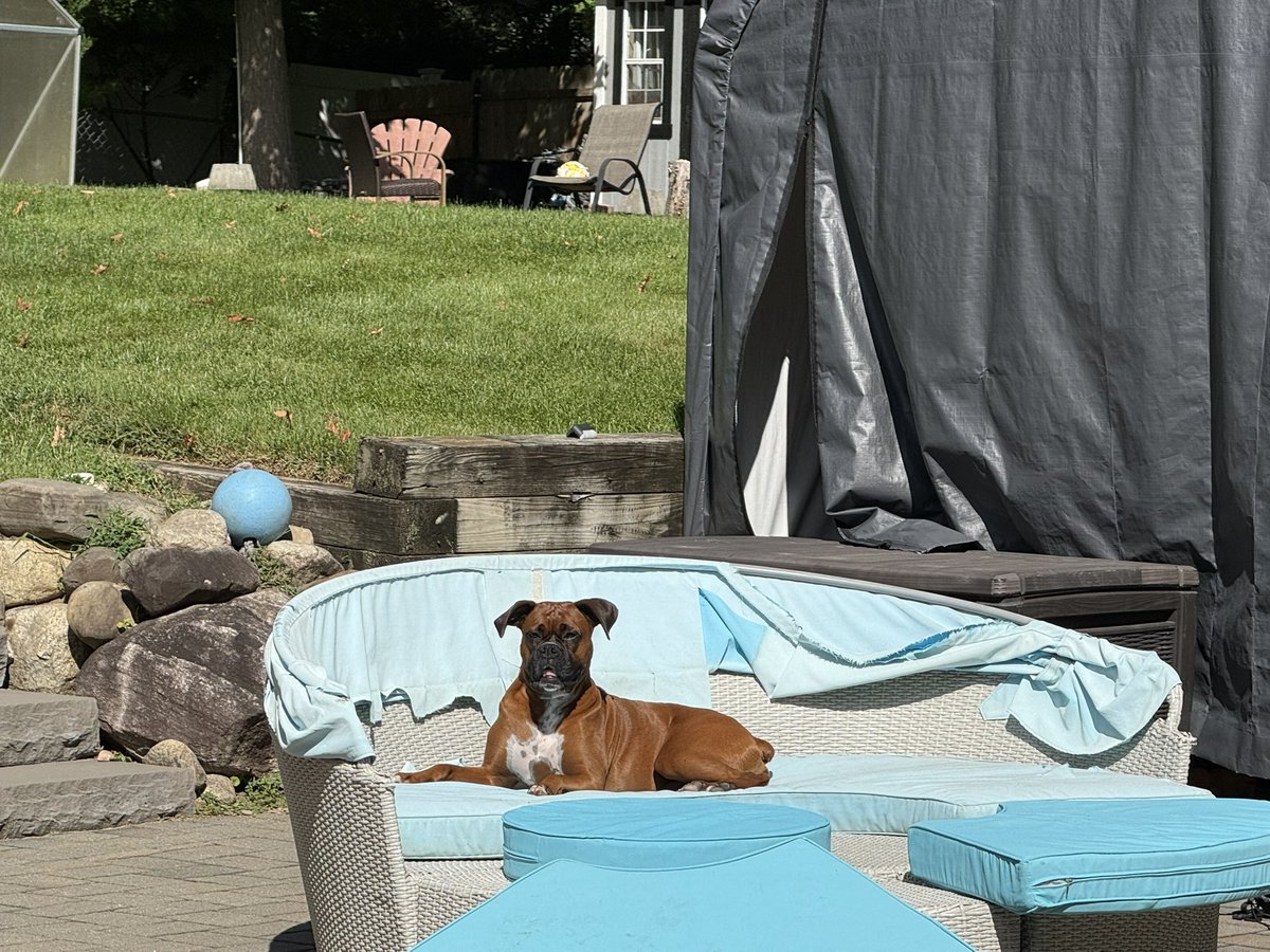 inntothenight's tweet photo. Luna sunbathing
#boxerpuppy #boxerdogs #boxerlife
#boxerlovers #boxersrock #boxersoftwitter #boxerdogsoftwitter #dogsoftwitter #dogsofx https://t.co/1UUOsuSL07