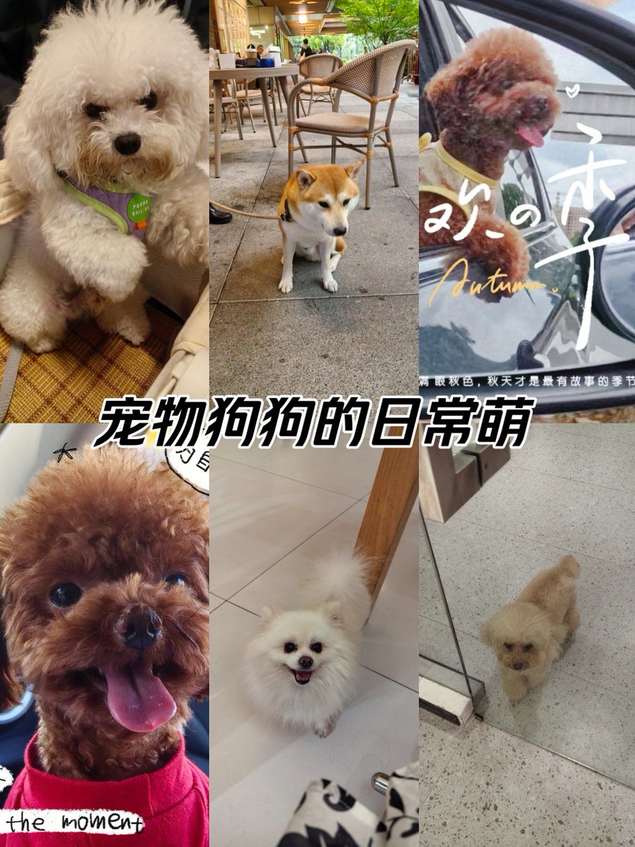 MackenzieS5tei's tweet photo. Watched my rescue pup go from a tiny squish that fit in my palm to a zooming ball of fluff that steals my socks — growth hits different https://t.co/Q5kFTxhlMX