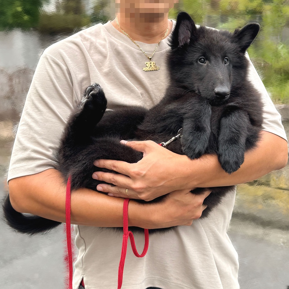 ieniimasu0513's tweet photo. ワクチン前なので抱っこ散歩する赤ちゃん
体重8kg、もう私は抱えていられない･･･
すれ違った小型犬先輩より大きくて、これは躾をきちんとせねばと改めて心に誓った https://t.co/rBPrgu6YZu