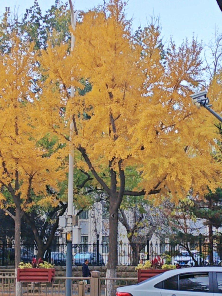 heatc683070's tweet photo. [The first autumn breeze brings warm chestnut scent and golden leaf dust—new season, new little joys ]， https://t.co/lzeDO9vNDO