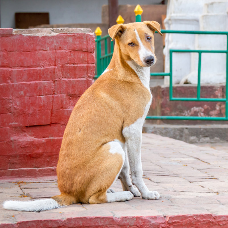 EUAmbNepal's tweet photo. Is there anything more camera-friendly than a Nepali street dog? https://t.co/zpqwD8Vf0D