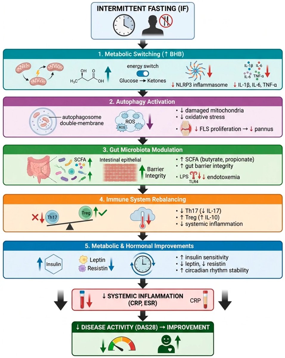 agingdoc1's tweet photo. The Role of Intermittent Fasting in Rheumatoid Arthritis—A Scoping Review

"Conclusions: The available evidence suggests that intermittent fasting may represent a promising, nonpharmacological strategy to support the treatment of RA, particularly in terms of improving immunometabolic parameters and subjective disease symptoms. However, due to methodological limitations and the lack of long-term studies, further well-designed randomized clinical trials are needed to evaluate the efficacy and safety of IF in this population..."

https://t.co/gkKkyIUrht