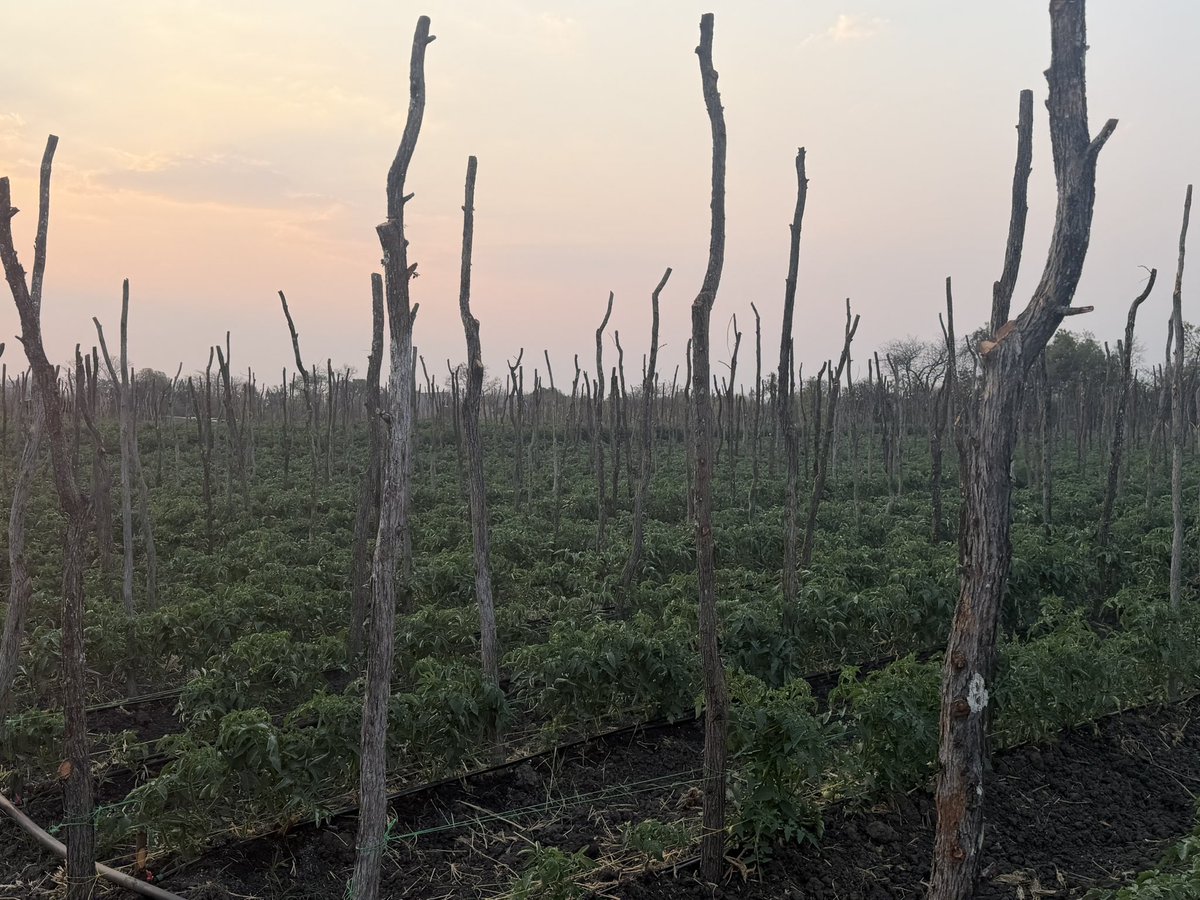 nickmangwana's tweet photo. There is no spinning needed in farming. If you make a mistake, attribute it to school fees paid. 
#TGIF https://t.co/NDhaxkMFY5