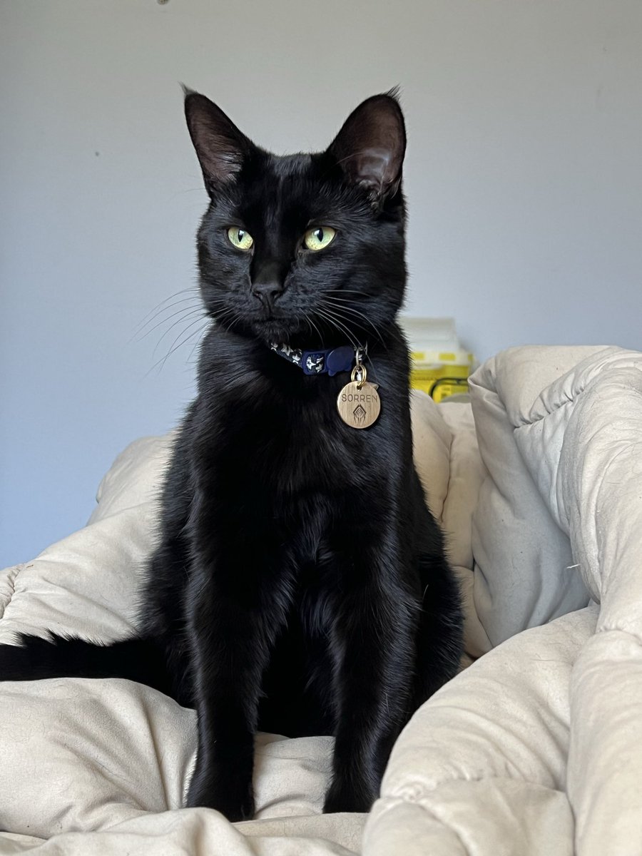 ShrikeLight's tweet photo. MY CAT SORREN WAS ON PRIME TIME THANK YOU DE !!! IM GLAD EVERYONE LOVES HIM AS MUCH AS WE DO #tennocreates #warframecommunity #warframe #cat https://t.co/QvUvy76FmO