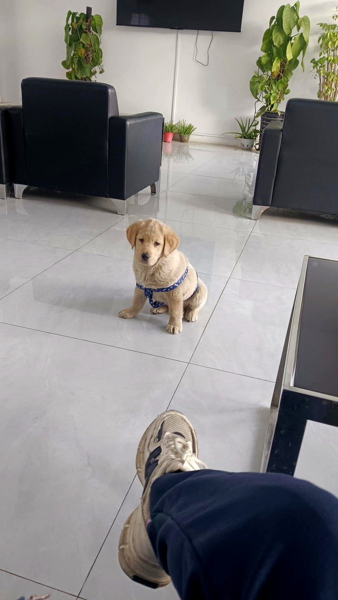 bravd908707's tweet photo. My little furball hit 6 months old today! From wobbly puppy steps to zoomies around the living room—every tiny growth moment is my favorite. https://t.co/ks9MZU45pi