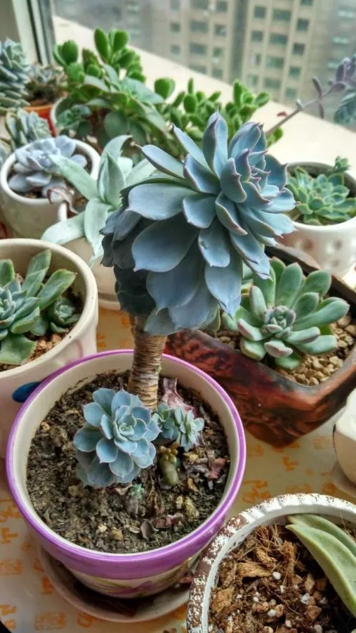 cozyv527850's tweet photo. [Pro tip for succulent lovers: let the soil fully dry out between waterings! Too much H2O = sad, mushy plant. ]， https://t.co/pgl9PIpr9f