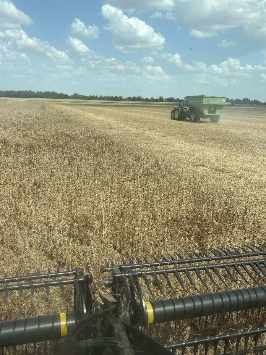 AginArk's tweet photo. .@AR_extension's Katrina Wallace provides the combine view of soybean harvest in Crittenden County, Arkansas.
#harvest26 has been a dry and dusty affair in Arkansas.
#arwx https://t.co/LdxdSFUicd