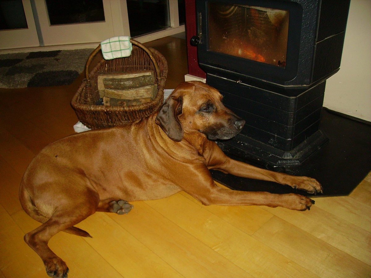 EngelStephana's tweet photo. @titou24400 Zo goed begrijp ik het en voel met je mee. Gecondoleerd, veel sterkte! Mijn lieve trouwe Ridgeback Diva is slechts 11 jaar geworden. Al enkele jaren geleden maar het gemis blijft. https://t.co/wRplAUfEKv