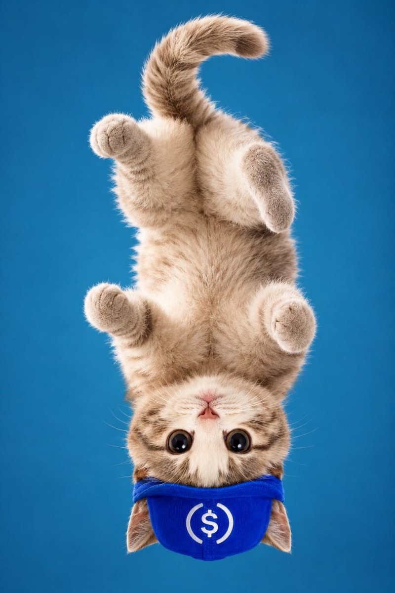 USDCat__'s tweet photo. @ZeyuC_ cat stays upside down regardless of market cap. https://t.co/R2M0SS0lO7